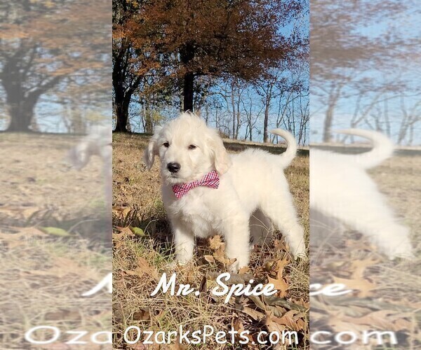 Medium Photo #1 Goldendoodle Puppy For Sale in GOLDEN CITY, MO, USA