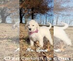 Small Photo #1 Goldendoodle Puppy For Sale in GOLDEN CITY, MO, USA