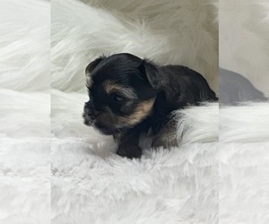 Yorkshire Terrier Puppy for sale in LEBANON, OR, USA