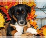 Small Photo #2 Raggle Puppy For Sale in HAMMOND, IN, USA