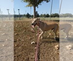 Parker - Male Black Mouth Cur-Labrador Retriever Mix Dog for Adoption - Small photo