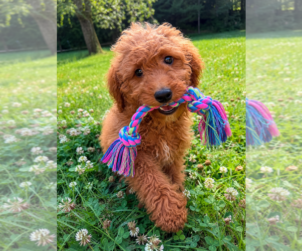 Medium Photo #13 Goldendoodle mix (+ Poodle Miniature) Puppy For Sale in DURHAM, CT, USA