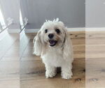 Small #1 Cavapoo