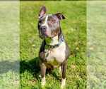 Small #14 American Pit Bull Terrier-American Staffordshire Terrier Mix