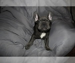Small Photo #5 French Bulldog Puppy For Sale in SCHERERVILLE, IN, USA