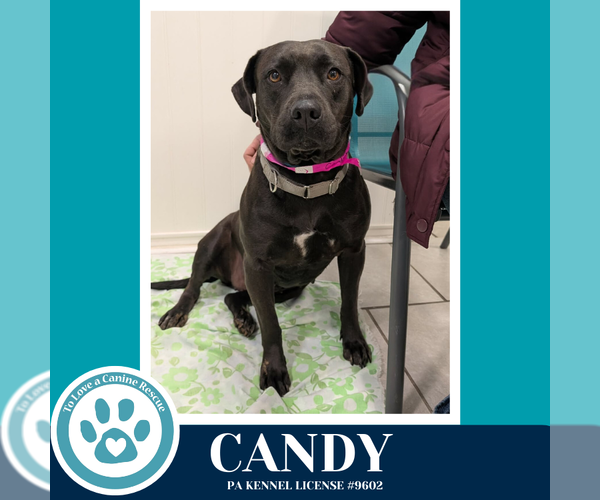 Medium Photo #1 Labrador Retriever-Unknown Mix Puppy For Sale in Kimberton, PA, USA