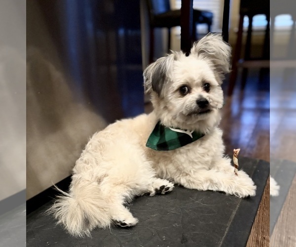 Medium Photo #5 Pom-A-Poo Puppy For Sale in AURORA, CO, USA