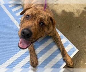 Mutt Dogs for adoption in Santa Rosa, CA, USA