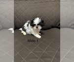 Image preview for Ad Listing. Nickname: Male puppy 1