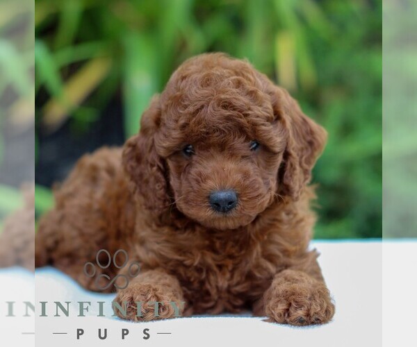 Medium Photo #4 Goldendoodle (Miniature) Puppy For Sale in LITITZ, PA, USA