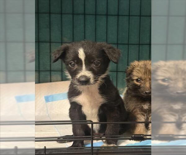 Medium Photo #2 Border Collie-Unknown Mix Puppy For Sale in San Bernardino, CA, USA