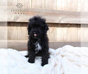 Poodle (Miniature) Puppy for sale in DRY RUN, PA, USA