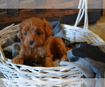 Small Photo #15 Cavapoo (Miniature) Puppy For Sale in GREENWOOD, WI, USA