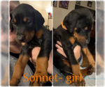 Small #2 Doberman Pinscher