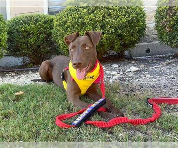 Medium Photo #2 Labrador Retriever Puppy For Sale in San Antonio, TX, USA