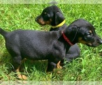 Small Photo #19 Doberman Pinscher Puppy For Sale in MILL SPRING, NC, USA
