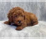 Small Photo #12 Goldendoodle (Miniature) Puppy For Sale in LAKELAND, FL, USA