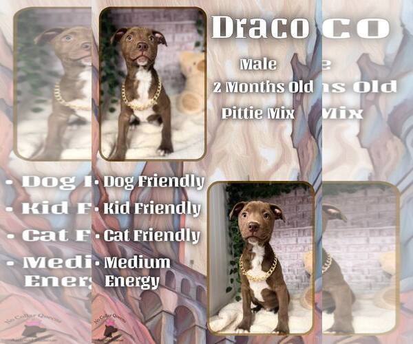 Medium Photo #1 Mutt Puppy For Sale in Jacksonville, NC, USA