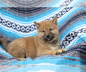 Shiba Inu Puppy for sale in SHILOH, OH, USA