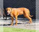 Small Vizsla Mix