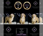 Small #6 Maltipoo