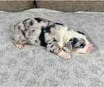Small Photo #9 Australian Shepherd Puppy For Sale in SALISBURY, NC, USA
