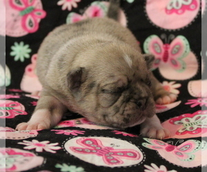 Pug Puppy for sale in Abilene, KS, USA