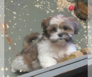 Shih Tzu Puppy for sale in CARROLLTON, GA, USA