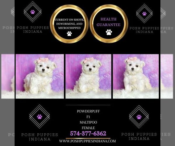 Medium Photo #25 Maltipoo (Miniature) Puppy For Sale in WARSAW, IN, USA