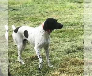 Father of the German Shorthaired Pointer puppies born on 08/18/2025