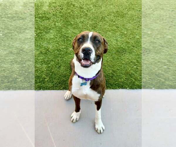 Medium Photo #8 American Staffordshire Terrier-Boxer Mix Puppy For Sale in Cave Creek, AZ, USA