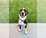 Small #7 American Staffordshire Terrier-Boxer Mix