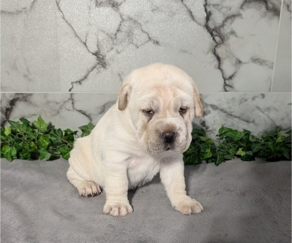 Medium Photo #8 Cocker-Pei Puppy For Sale in GOSHEN, IN, USA