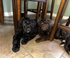 Aussiedoodle Puppy for sale in UNION, WV, USA