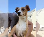 Lunita - Female Chihuahua-Unknown Mix Dog for Adoption - Small photo