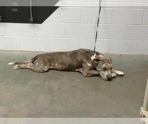 American Pit Bull Terrier-Catahoula Leopard Dog Mix Dogs for adoption in St. Cloud, FL, USA