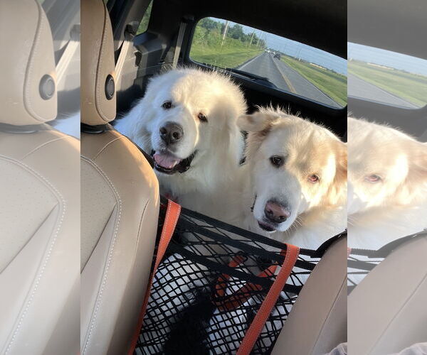 Medium Photo #10 Great Pyrenees Puppy For Sale in Houston, TX, USA