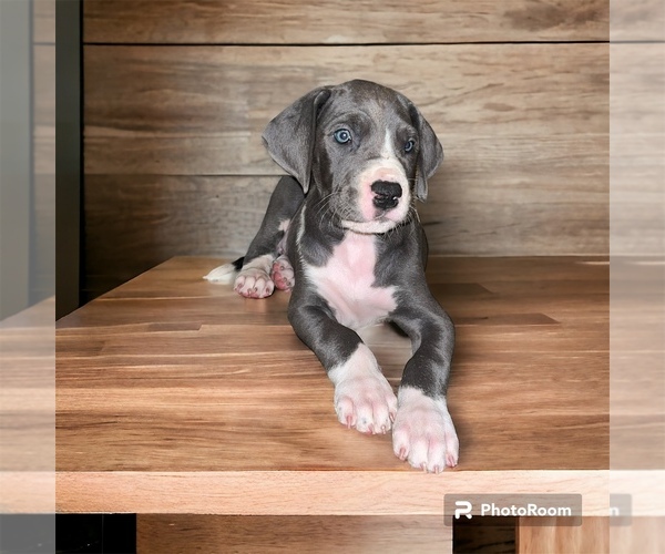 Medium Photo #1 Great Dane Puppy For Sale in WINSTON-SALEM, NC, USA