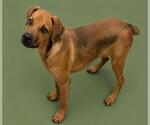 Small #1 Plott Hound Mix