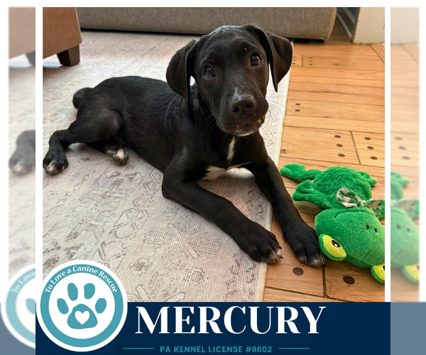 Medium Photo #2 Labrador Retriever-Unknown Mix Puppy For Sale in Kimberton, PA, USA