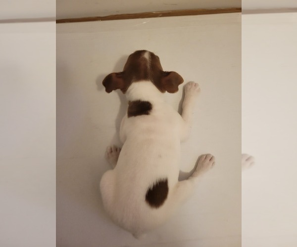 Medium Photo #5 Rat Terrier Puppy For Sale in COLUMBIA, SC, USA