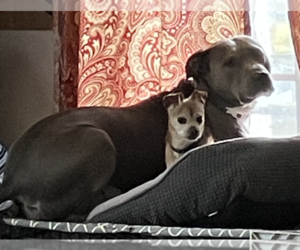Joy - Female American Staffordshire Terrier-Unknown Mix Dog for Adoption - Photo #2