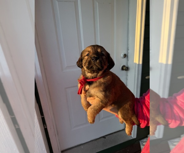 Medium Photo #1 English Cream Golden Retriever Puppy For Sale in PROVIDENCE, RI, USA