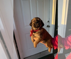 English Cream Golden Retriever Puppy for sale in PROVIDENCE, RI, USA