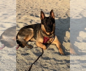 Father of the German Shepherd Dog puppies born on 05/04/2025