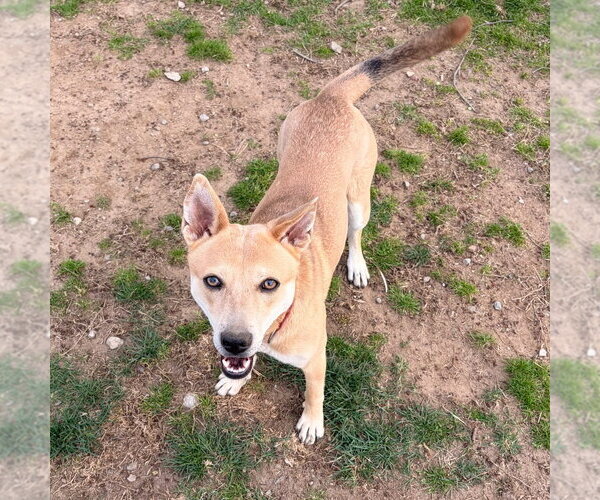 Medium Photo #21 Mutt Puppy For Sale in Canton, CT, USA