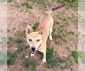 Nessi - Female Mutt Dog for Adoption - Photo #21