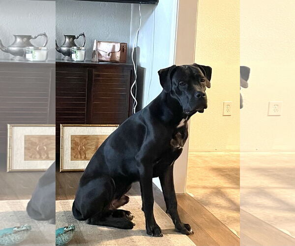 Medium Photo #3 Mutt Puppy For Sale in Goodyear, AZ, USA