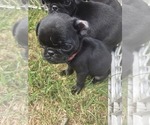 Small #8 Pug