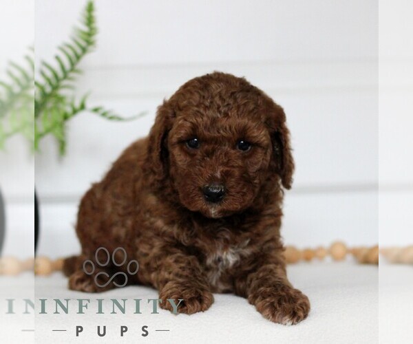 Medium Photo #3 Goldendoodle (Miniature) Puppy For Sale in LANCASTER, PA, USA